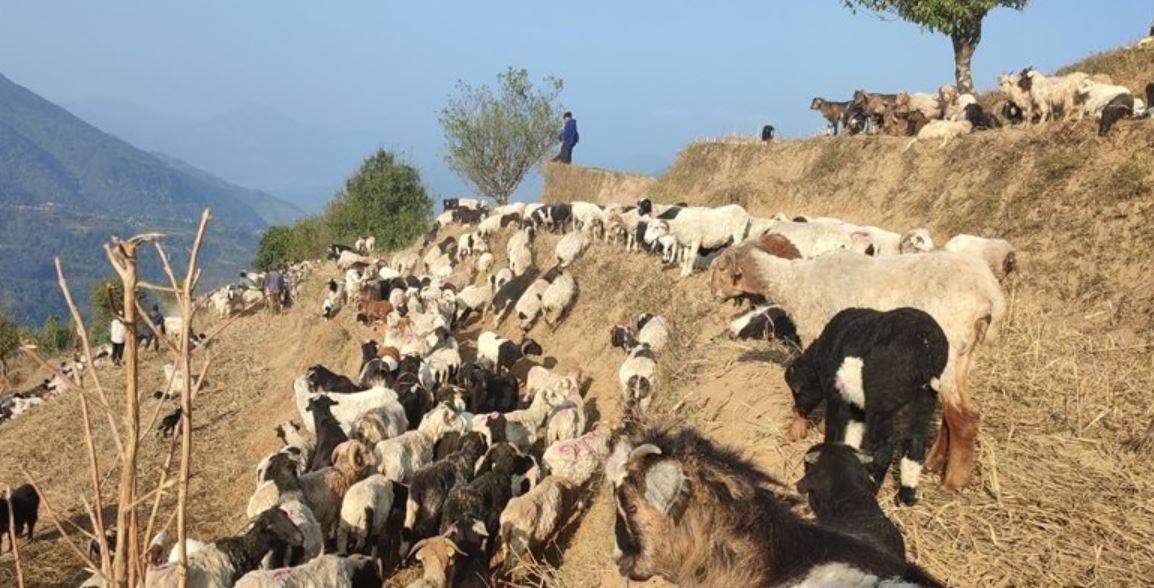 म्याग्दीका पशुगोठ गर्मी छल्न लेक उक्लन थाले